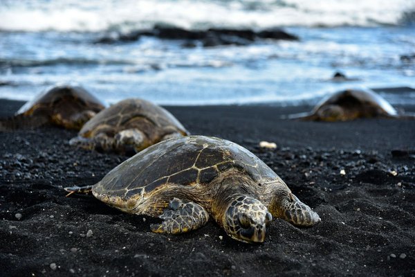 Où trouver les meilleurs spots pour observer les tortues géantes à Madagascar?